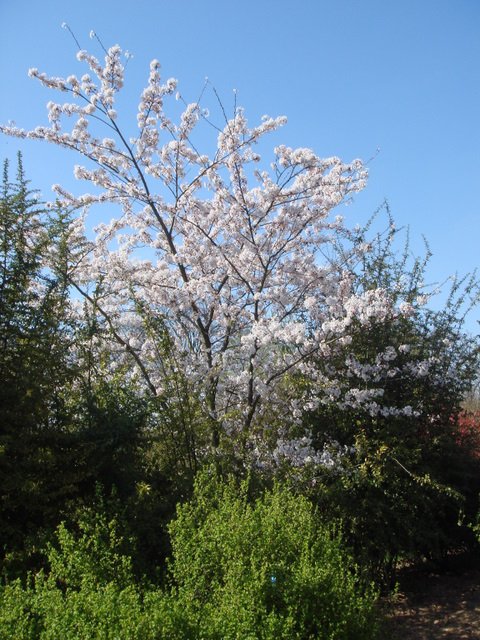 Prunus x yedoensis P26 (2)